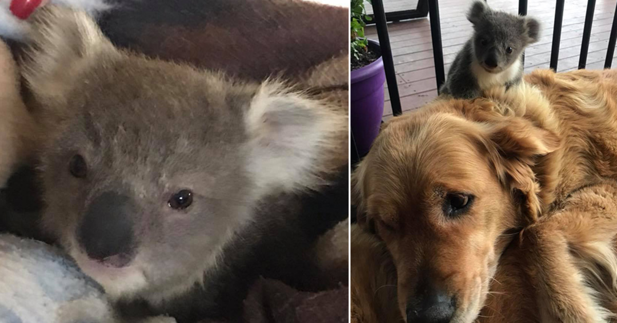 Golden Retriever adotta un Koala