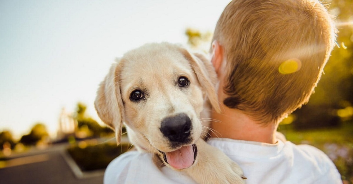 cucciolo di cane al sicuro