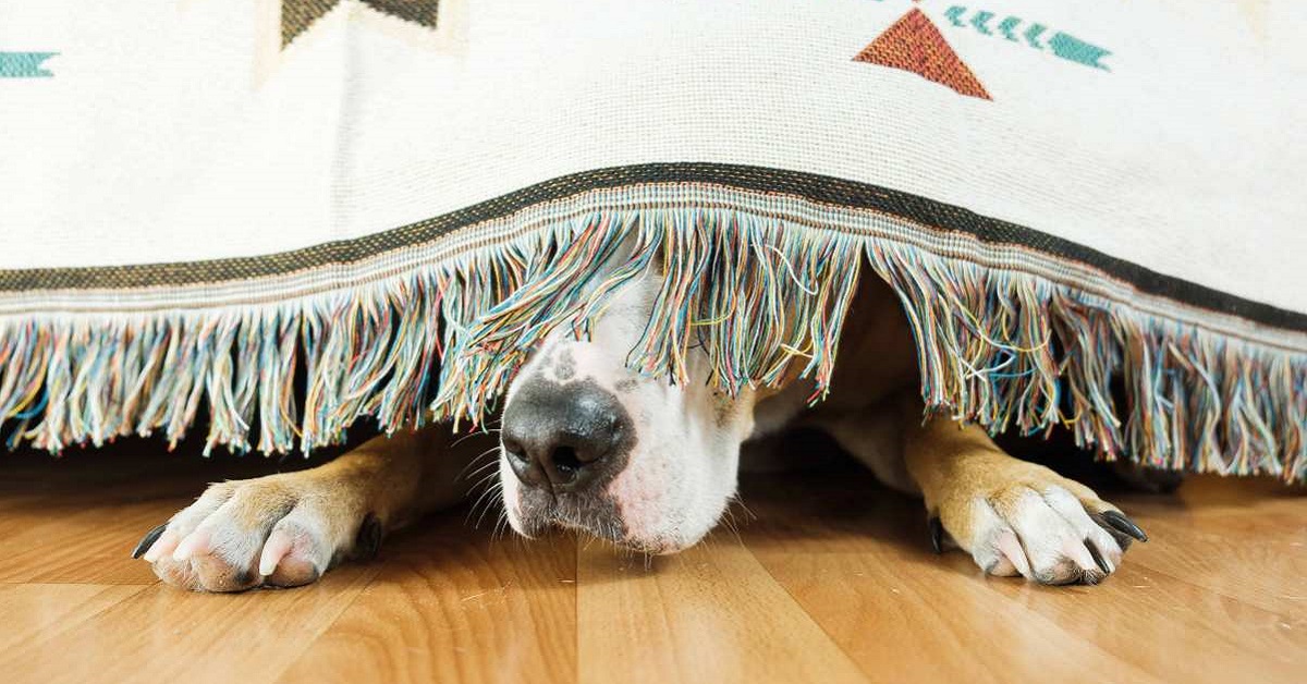 cane sotto il letto