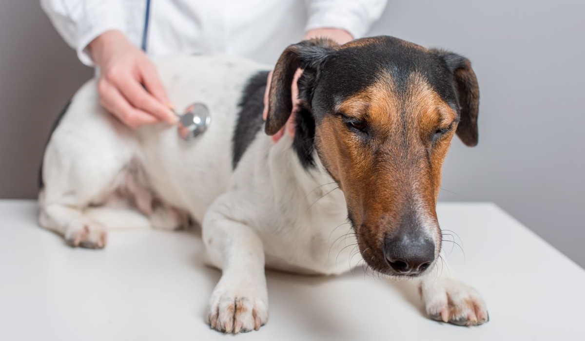 portare il cane dal veterinario