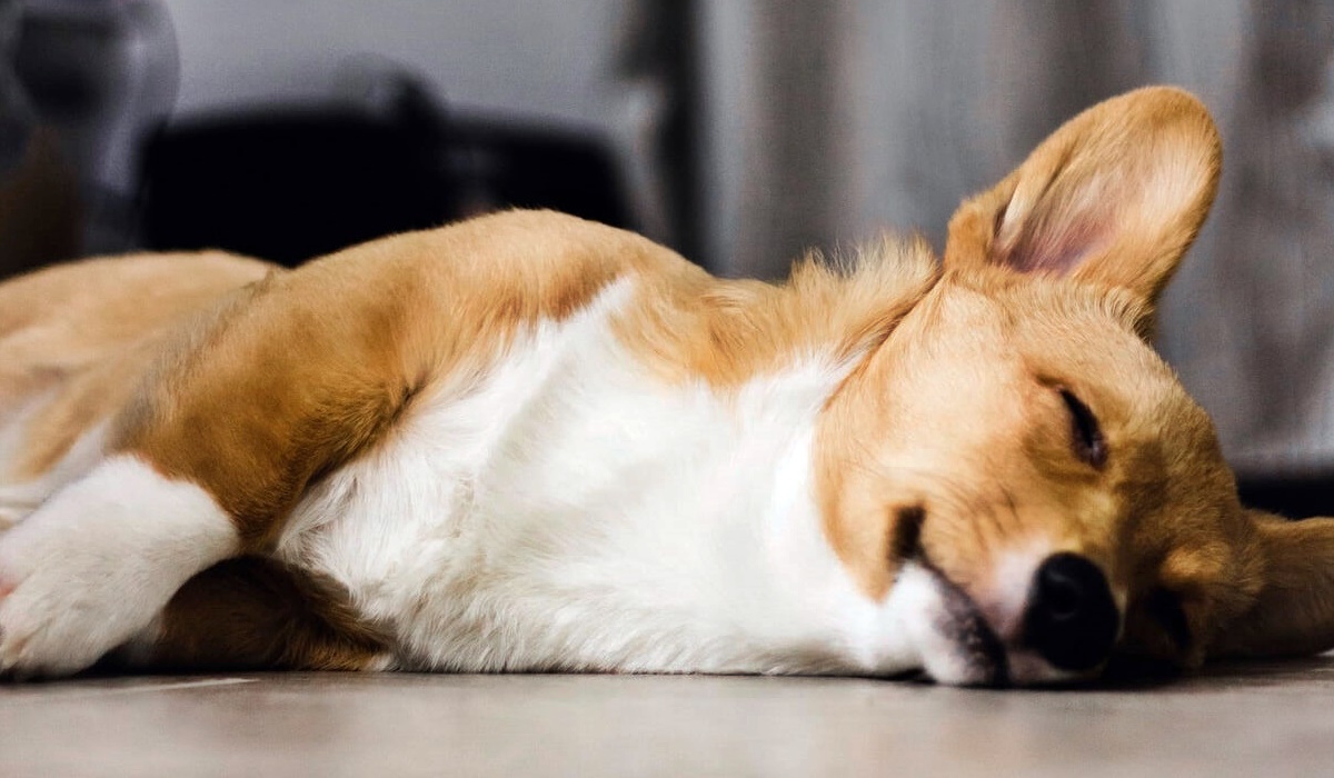 cane debole che non può muoversi