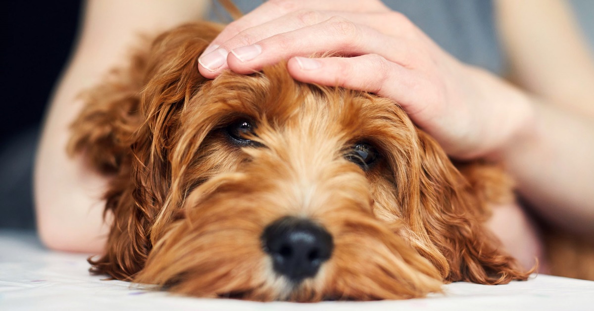 Avvelenamento da stricnina nel cane: come riconoscerlo e agire tempestivamente