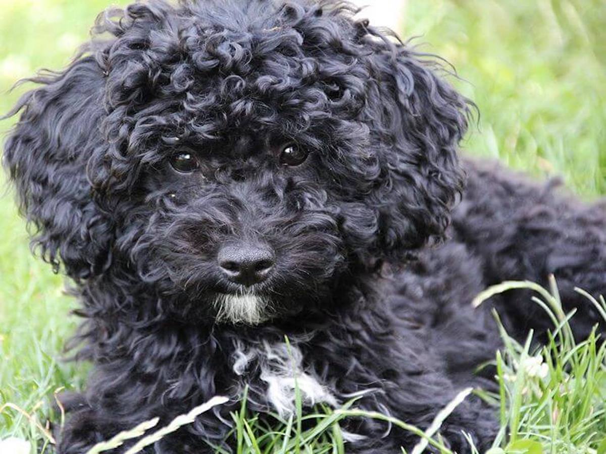 barbet nero nero