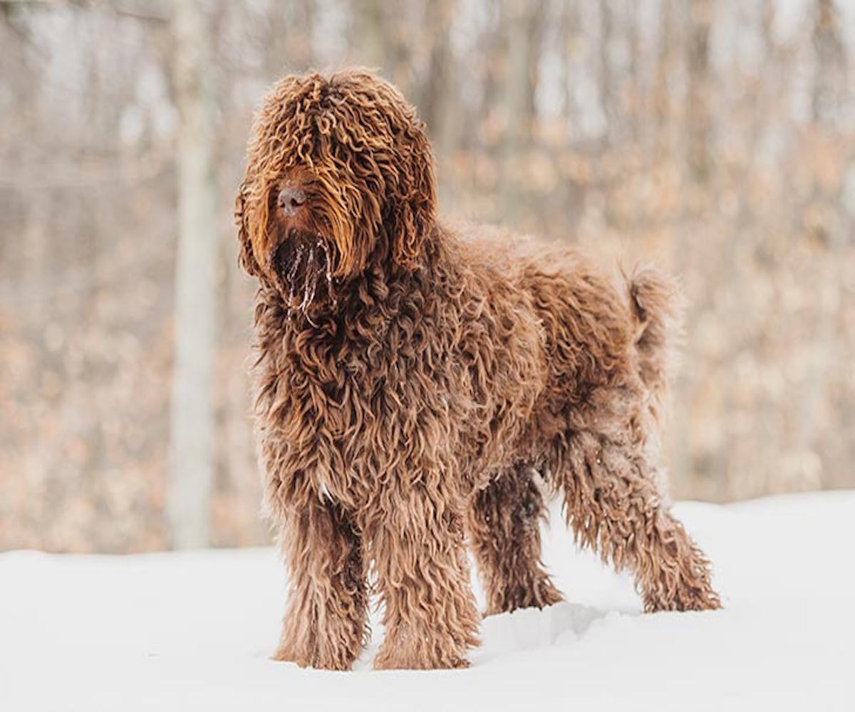 cane pelo riccio in mezzo alla neve