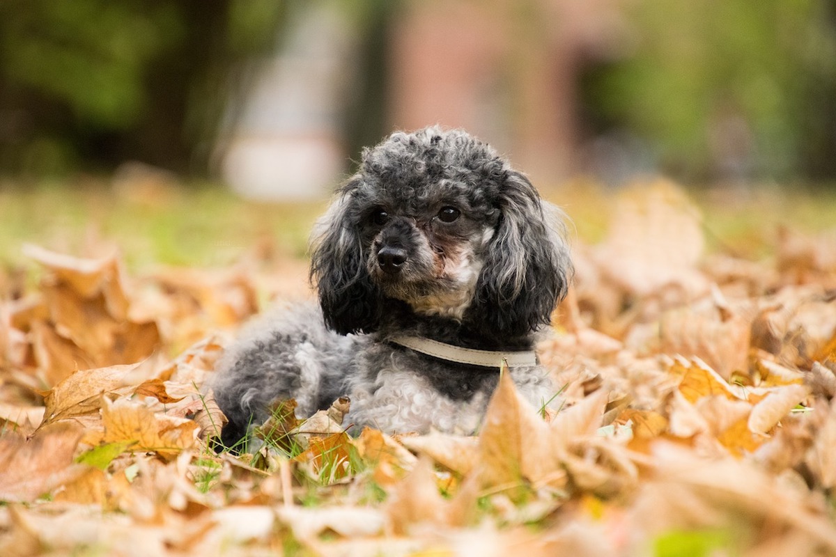 cagnolino aspetto dolce