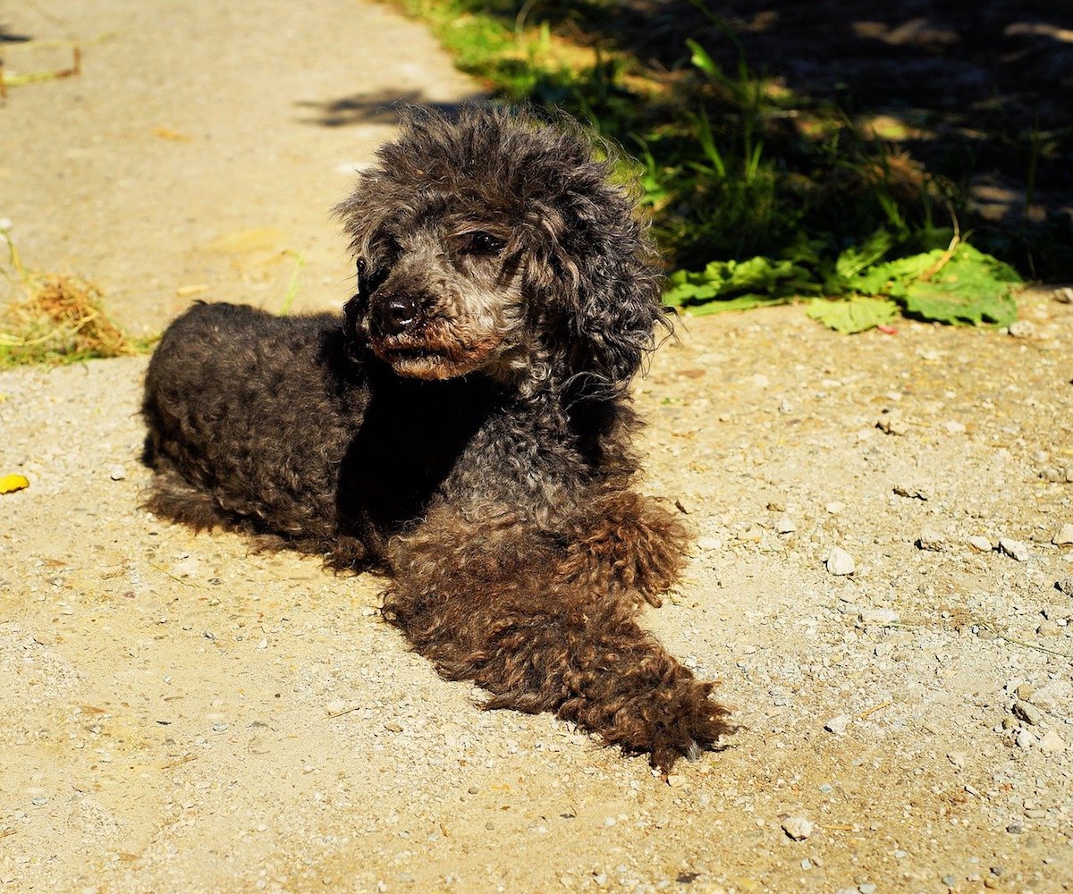 cagnolino riccio e nero