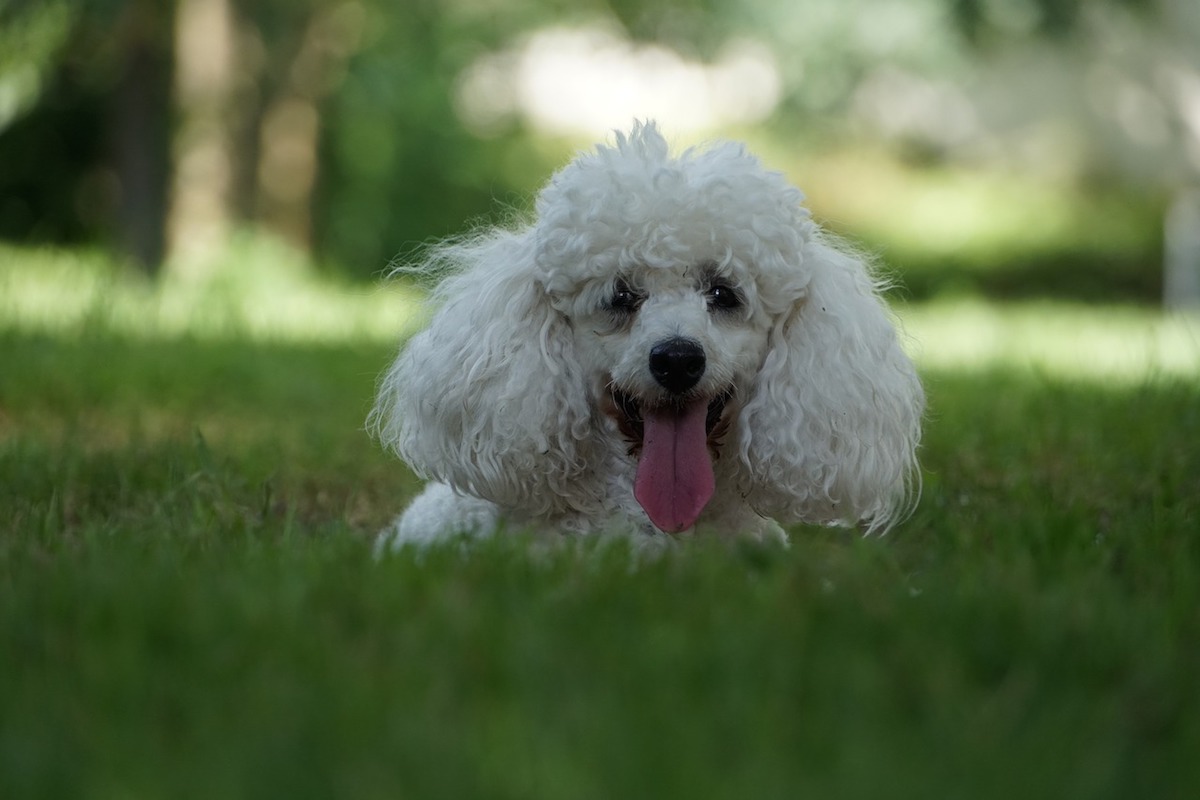 cagnolino felice nell'erba