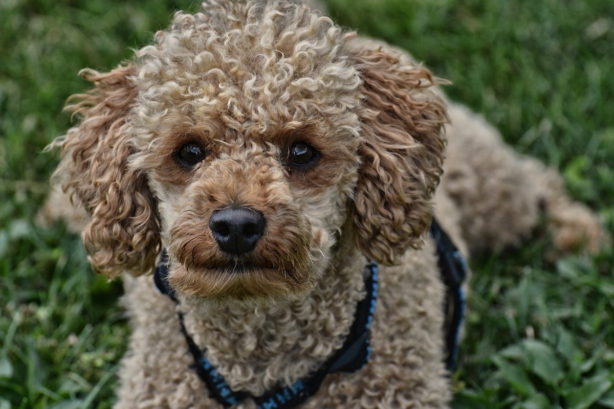 cagnolino disteso in erba