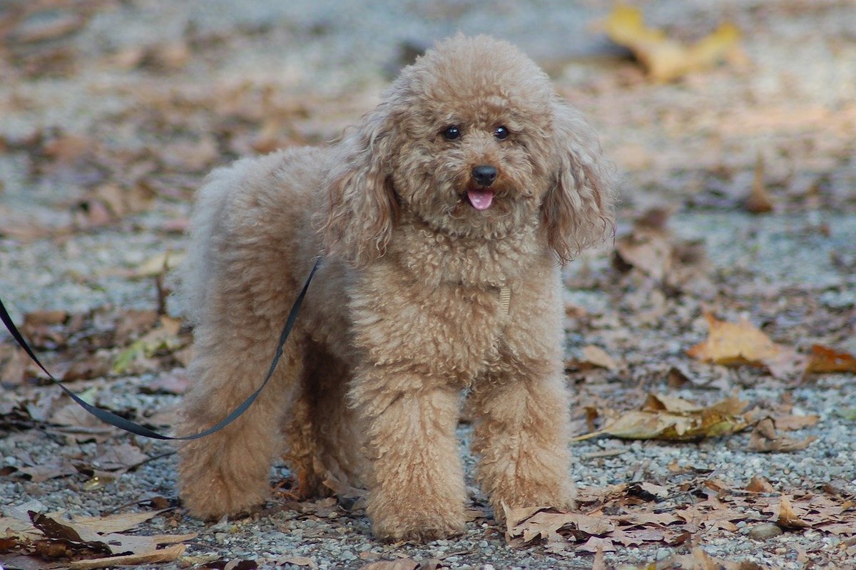 cagnolino riccio