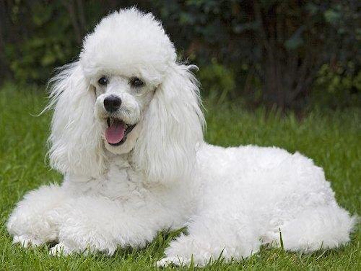 cagnolino pelo riccio candido