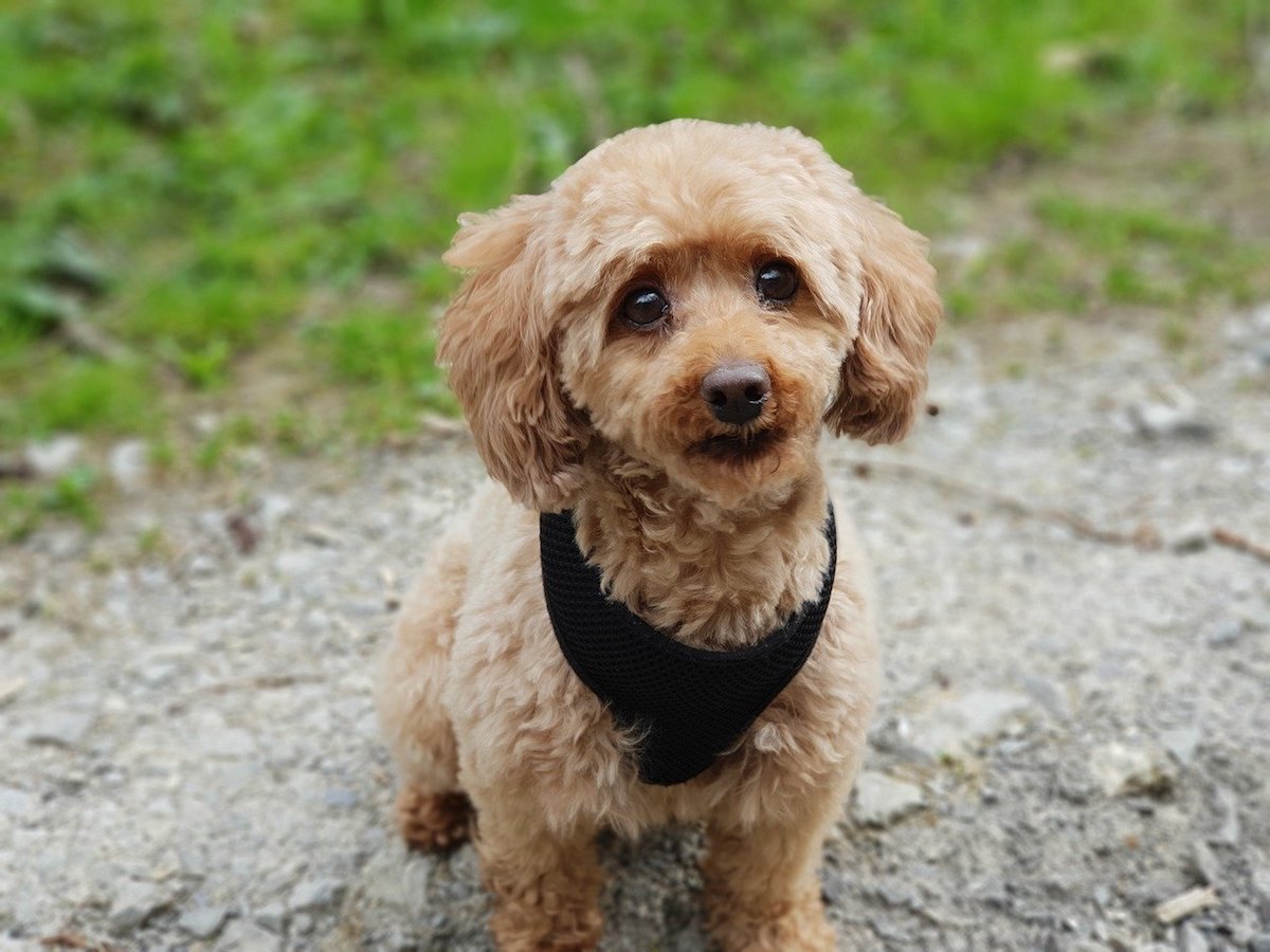 cagnolino a spasso