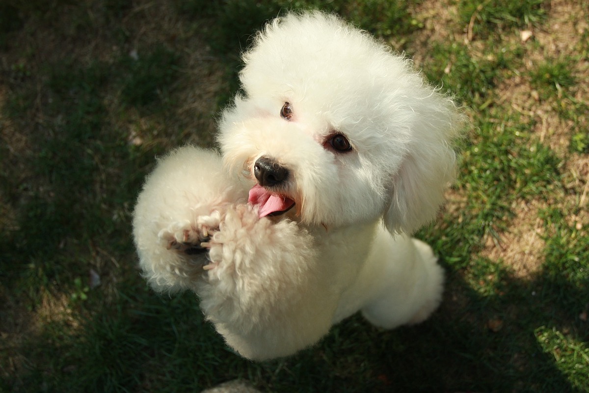 cagnolino pelo riccio