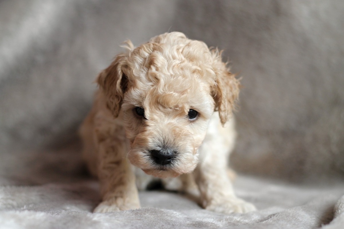 cucciolo riccio