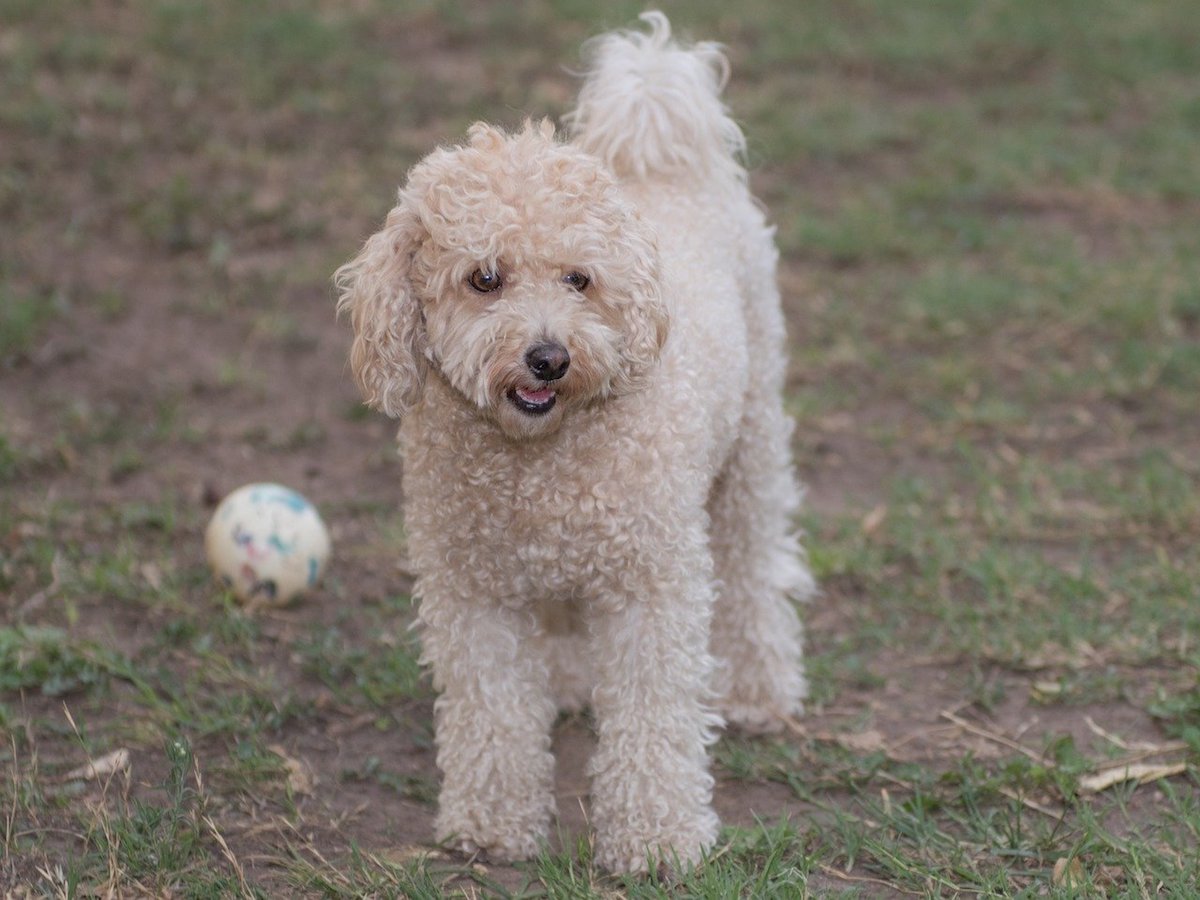 cagnolino pelo riccio bianco