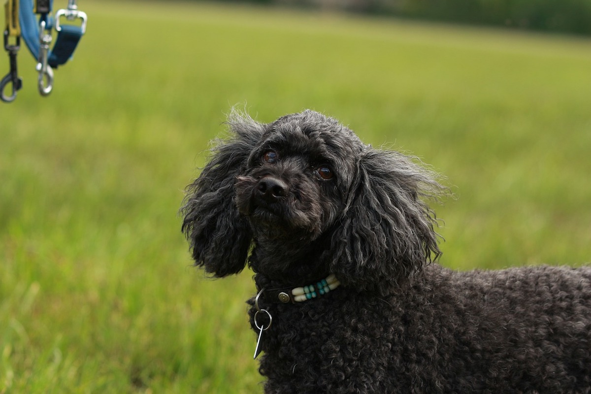 cagnolino tutto nero