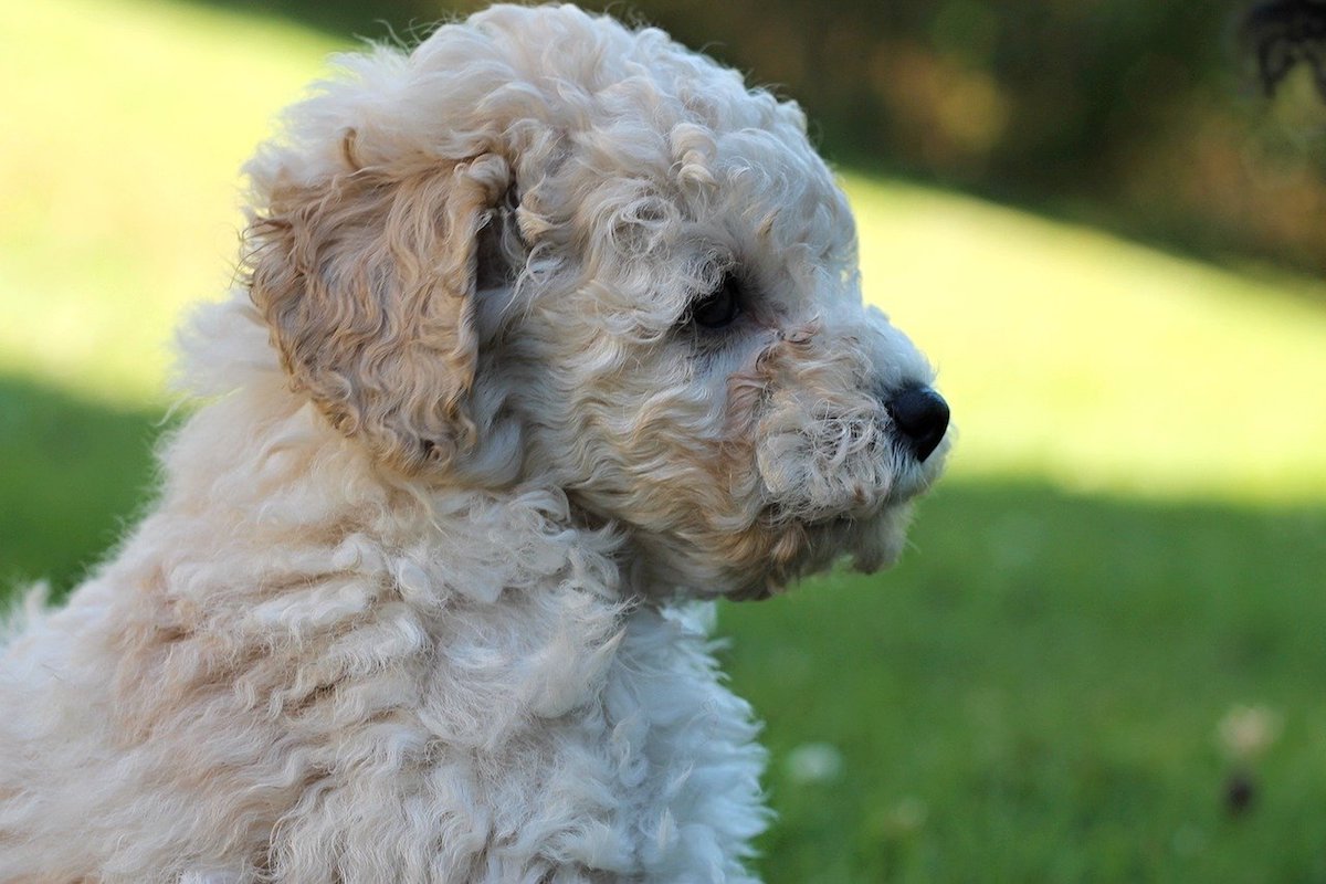 cucciolo toy bianco