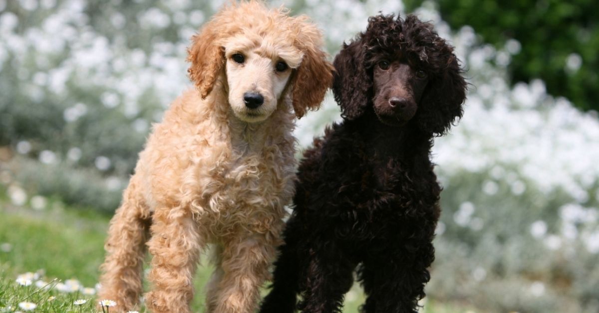 Barbone, carattere e temperamento: cosa sapere sull’indole di questo bellissimo cane