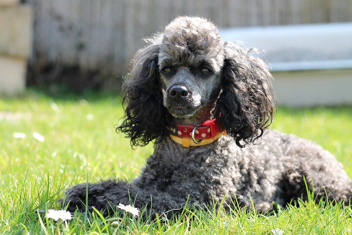 barbone sguardo simpatico