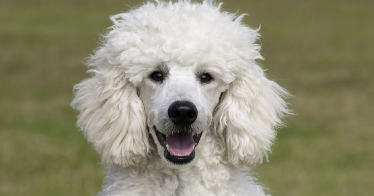 Barbone, colori e pelo: tutte le sfumature di questo bellissimo cane