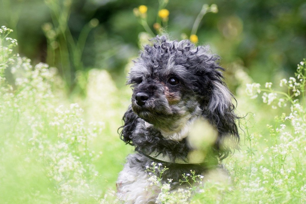 cagnolino gioca nell'erba