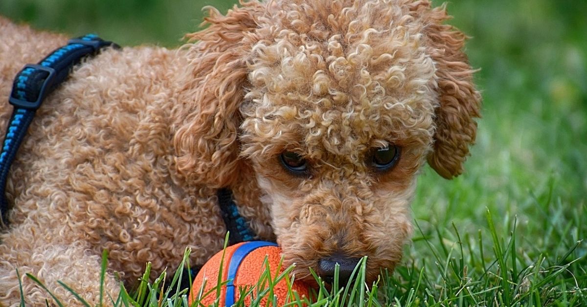 Barbone, cosa mangia? Alimentazione ideale, cibi consigliati e snack