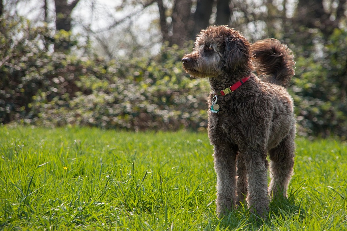 barbone incuriosito nell'erba