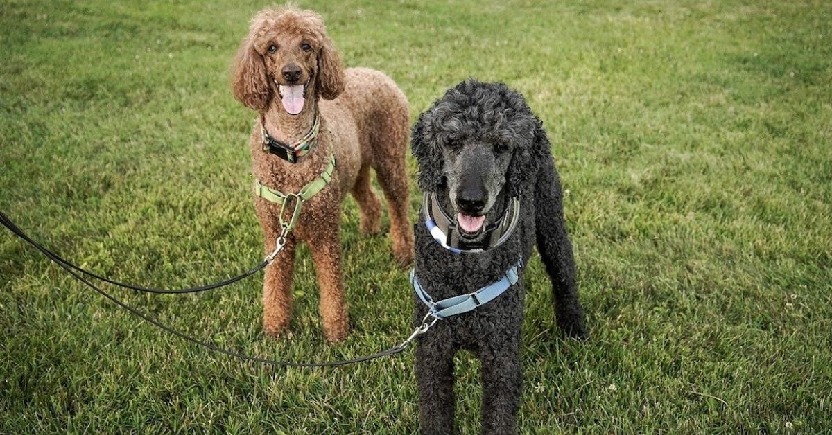 Barbone, malattie: le più comuni, i sintomi e come prevenirle