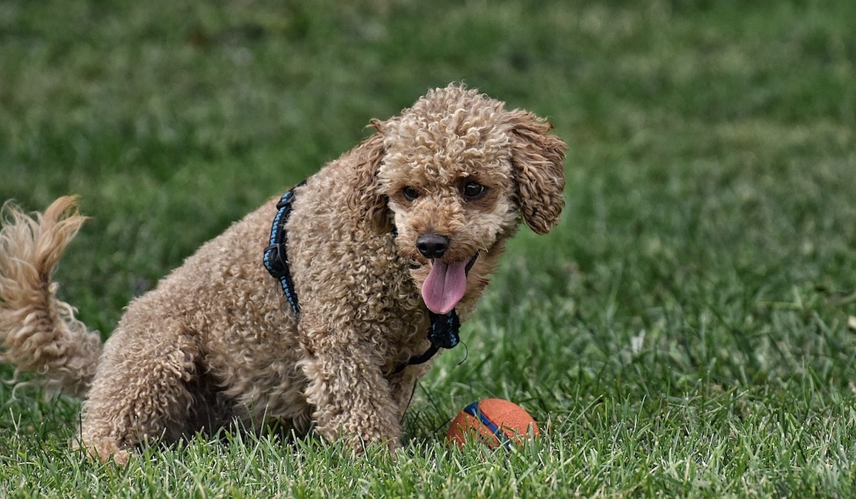 barbone si diverte nell'erba