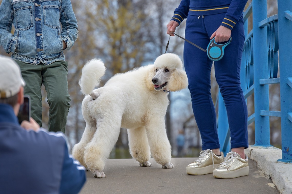 barbone fa una passeggiata