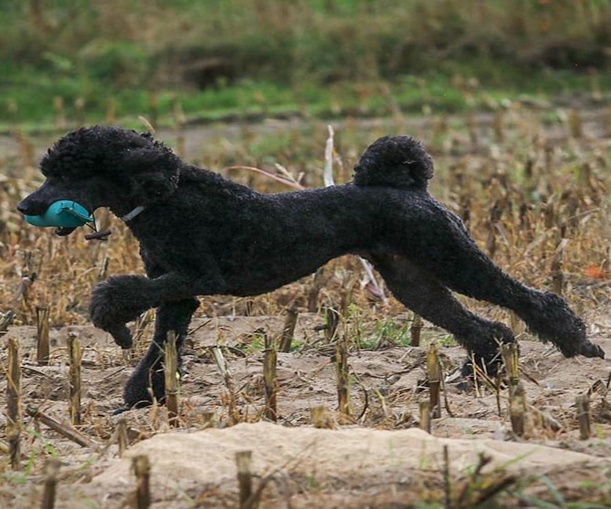 barbone pronto per agility