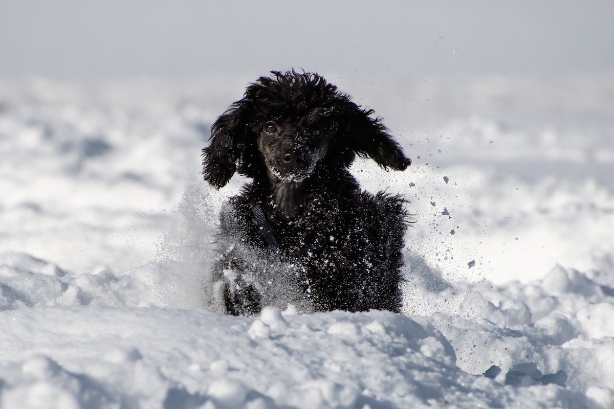 barbone corre nella neve