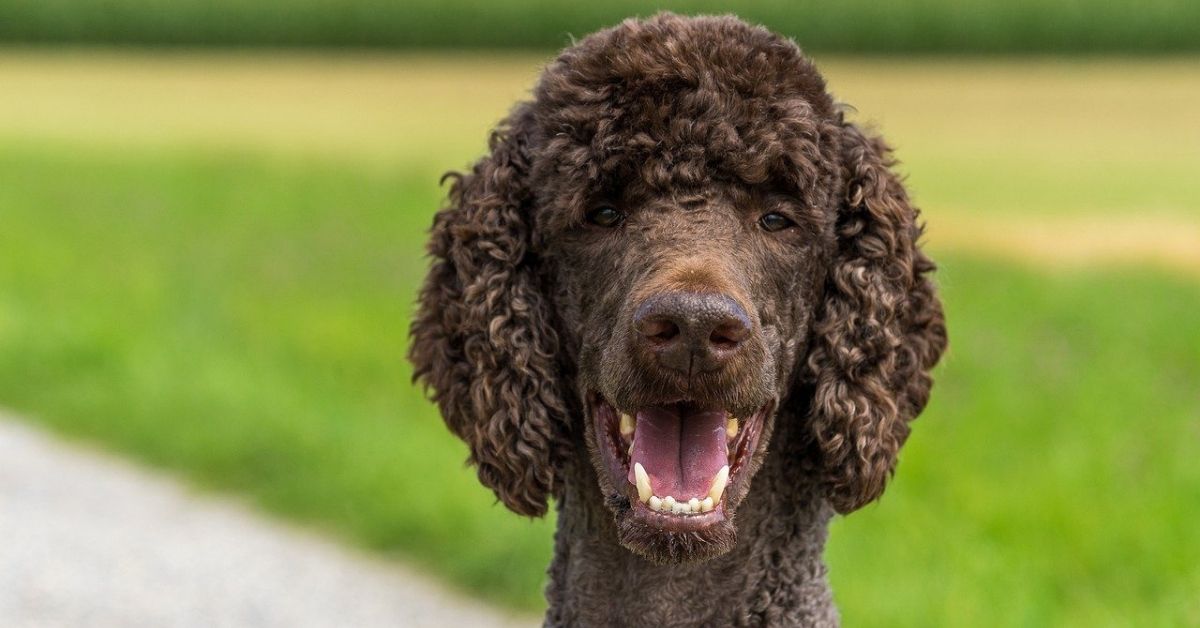 Barbone, toelettatura: trucchi e consigli per un pelo luminoso e sempre in ordine