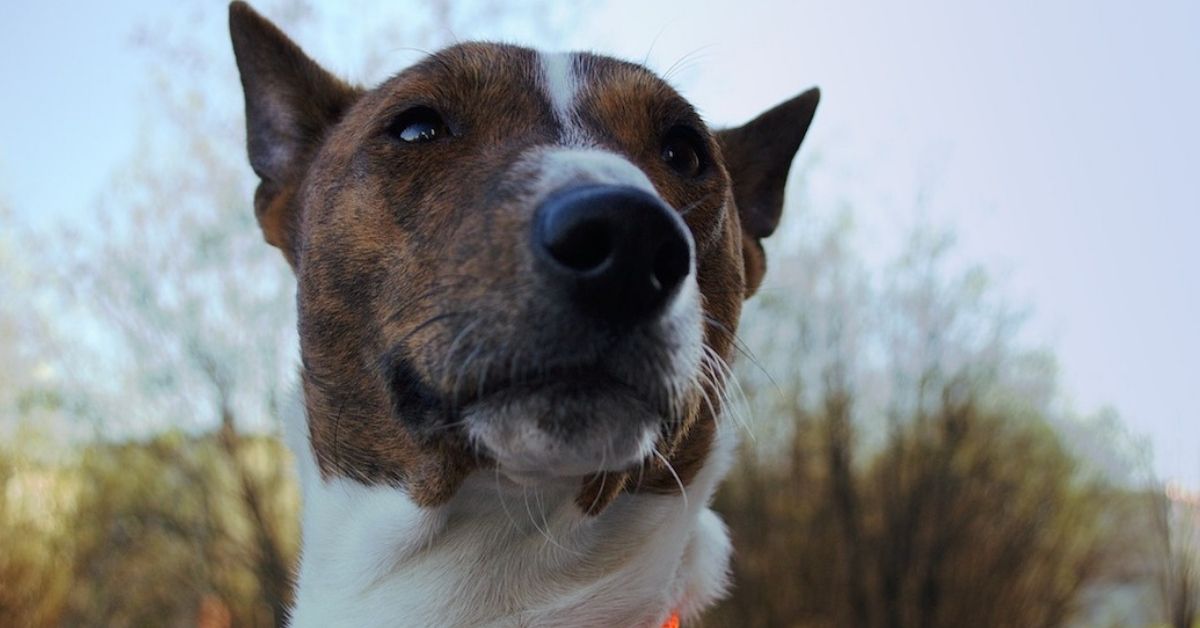 Basenji, caratteristiche fisiche e aspetto: peso, altezza e molto altro