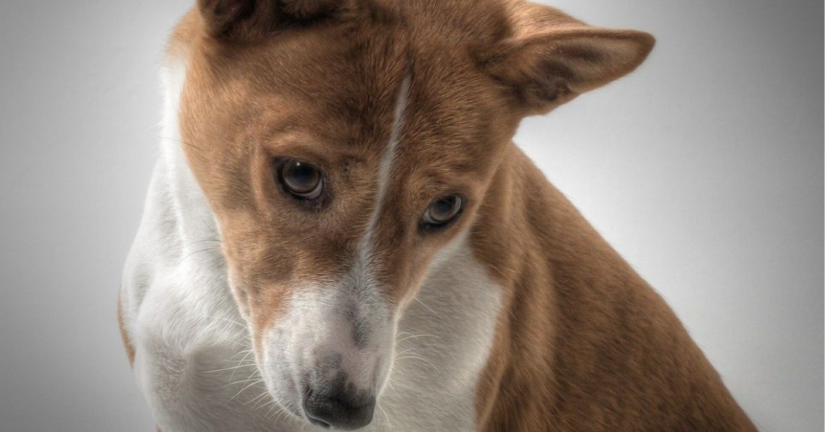 Basenji, curiosità: tutto quello che vorreste sapere su questo cane