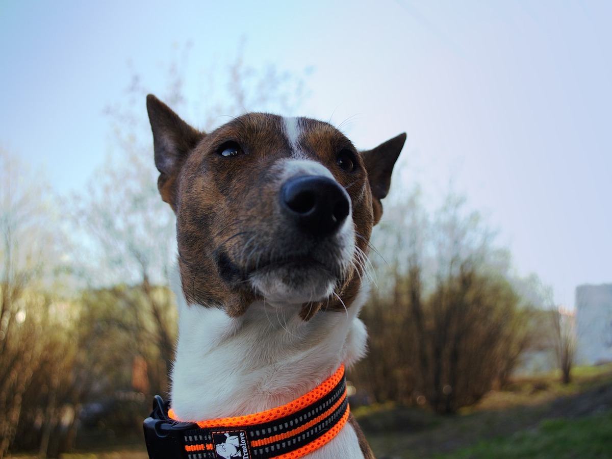 cagnolone muso simpatico