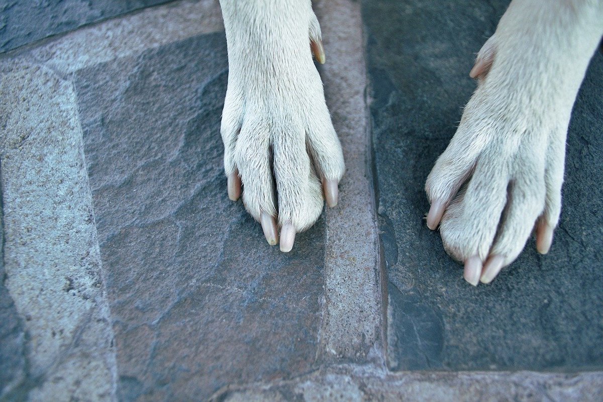 zampone del basenji