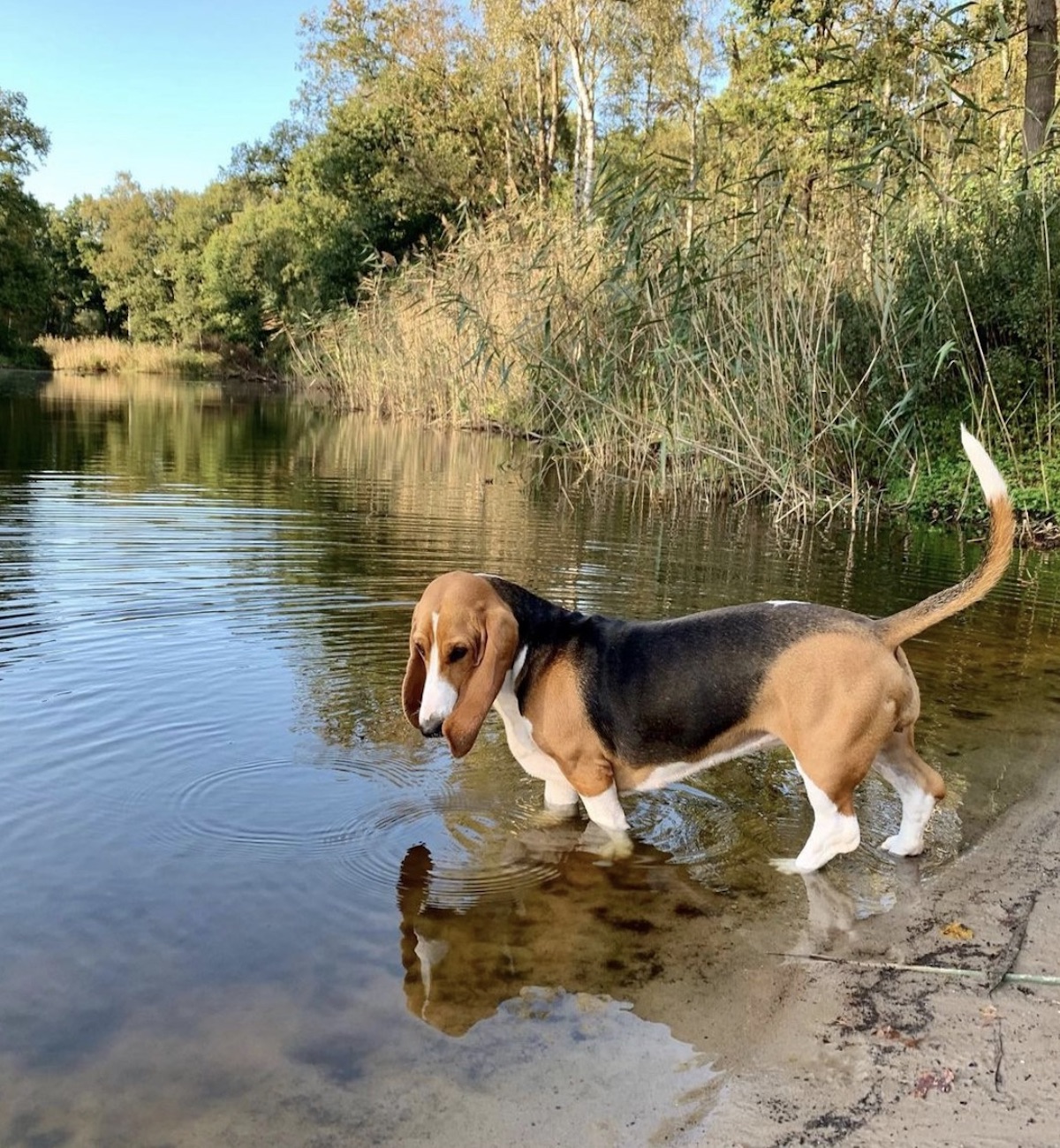 cane esplora lago