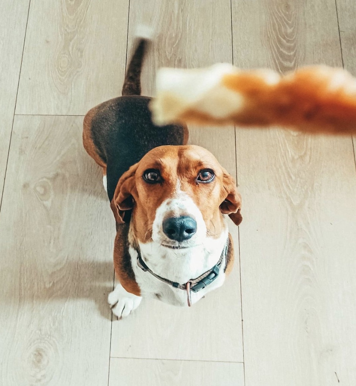 cagnolino vuole mangiare