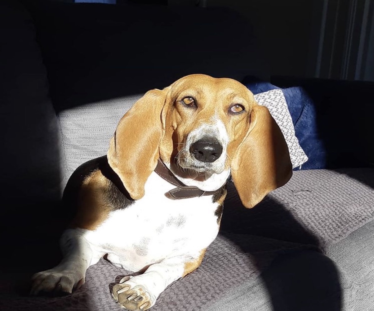 basset artésien normand occhi dolci