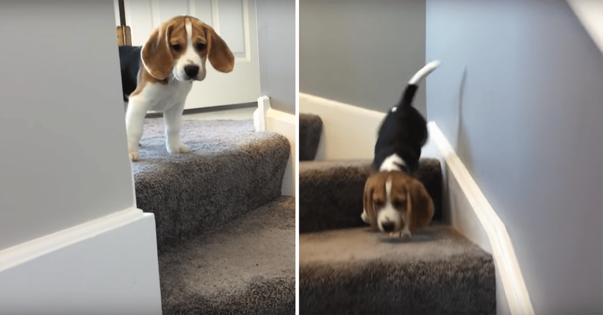 Il cucciolo di beagle che scende le scale per la prima volta (VIDEO)