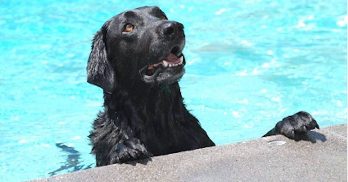 Bear, il Labrador che ha salvato un bambino caduto in piscina (VIDEO)