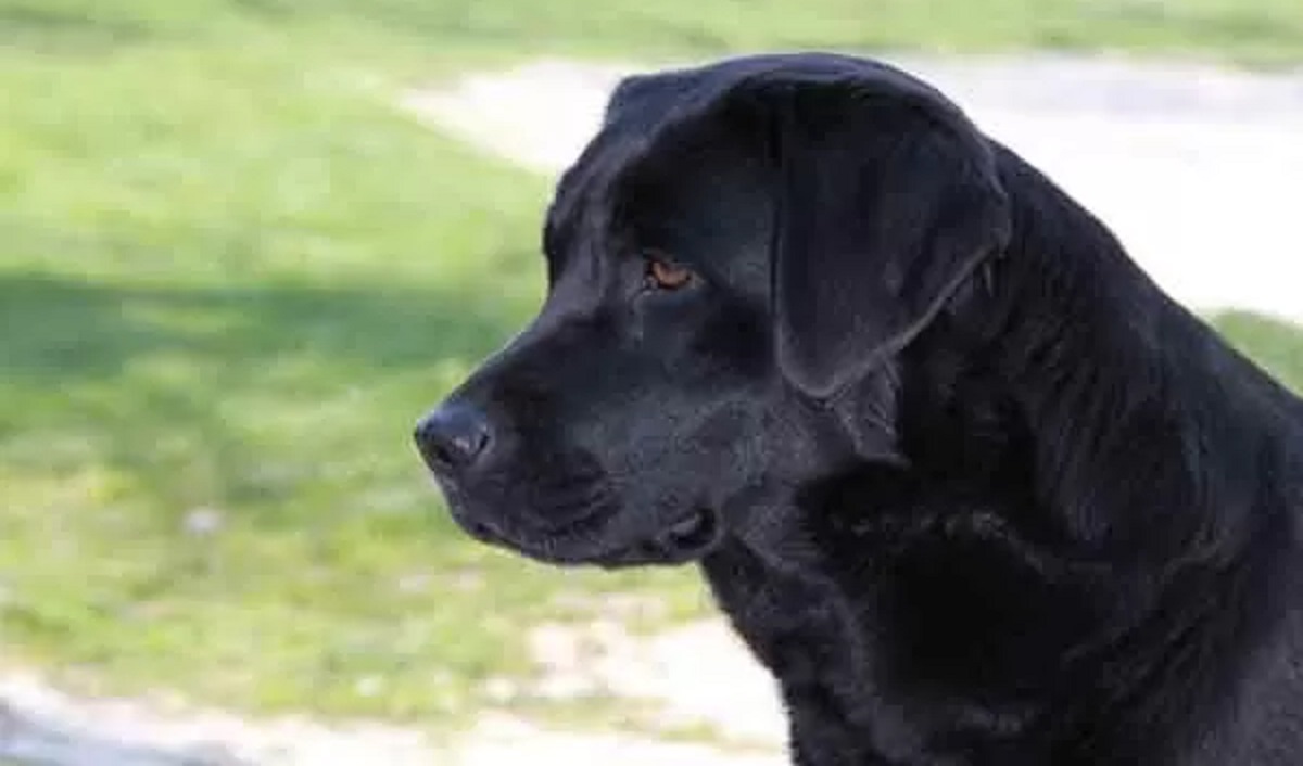 cagnolino cucciolo foto