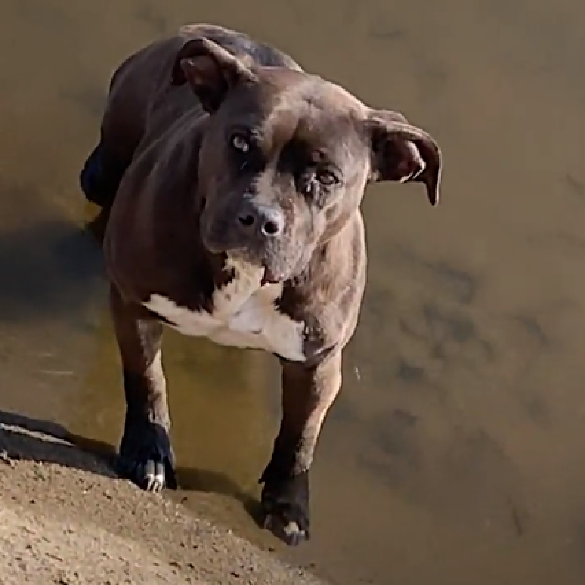 bella cucciola pitbull difficoltà