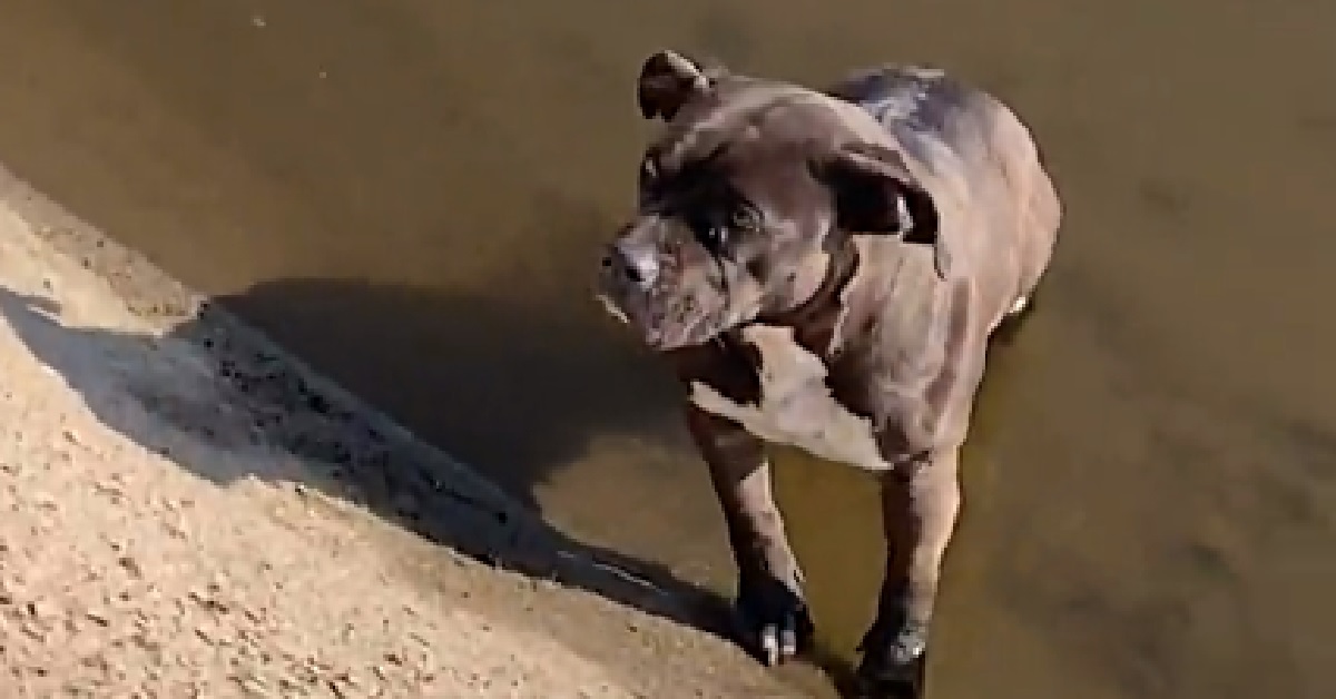 Bella, la cagnolina Pitbull salvata da un canale (VIDEO)