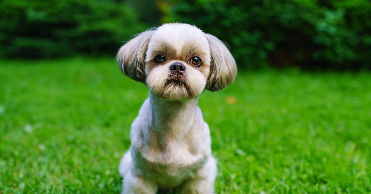 Benji, il cucciolo di Shih-Tzu che “tradisce” il suo peluche preferito (VIDEO)