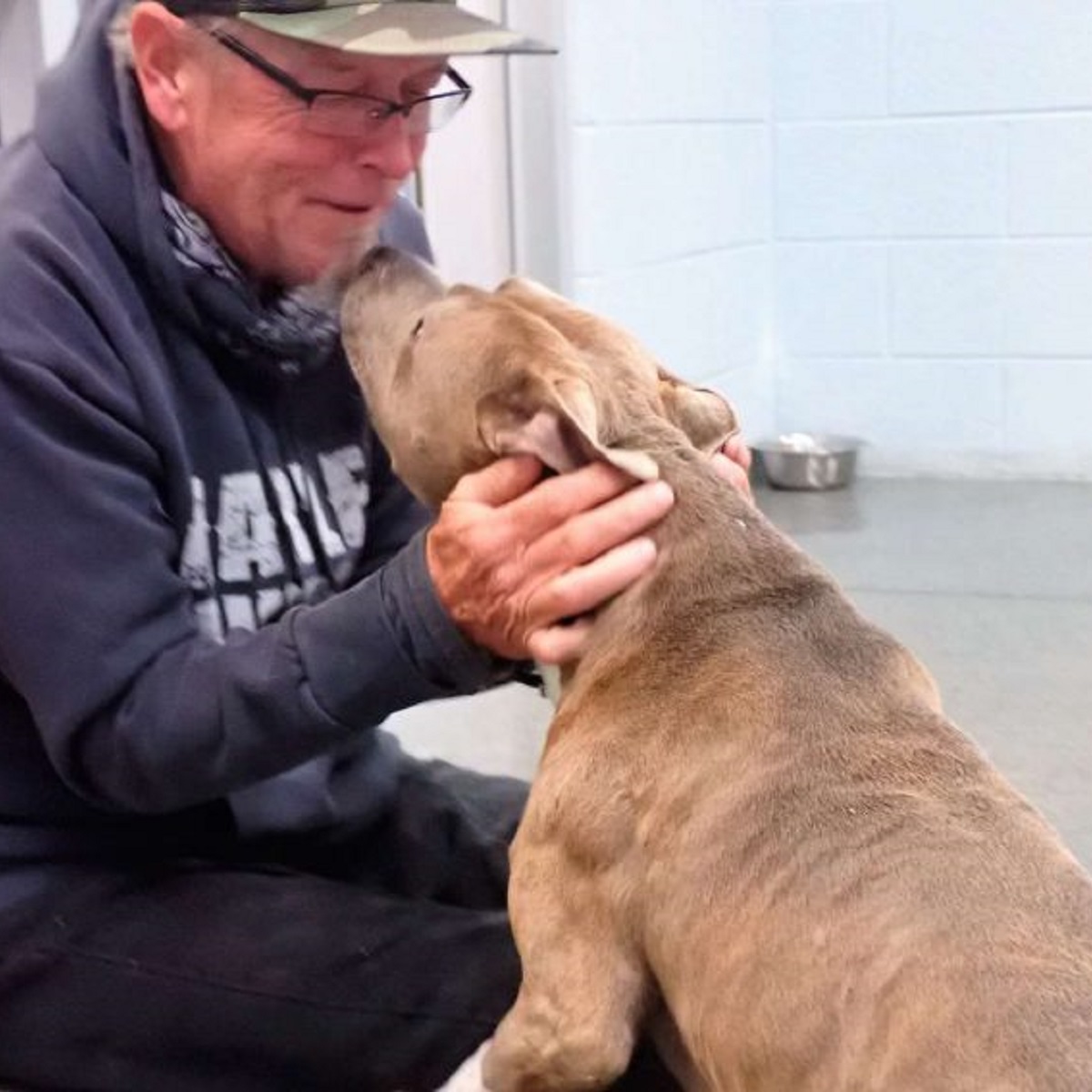 blue cane pitbull emozione incontro