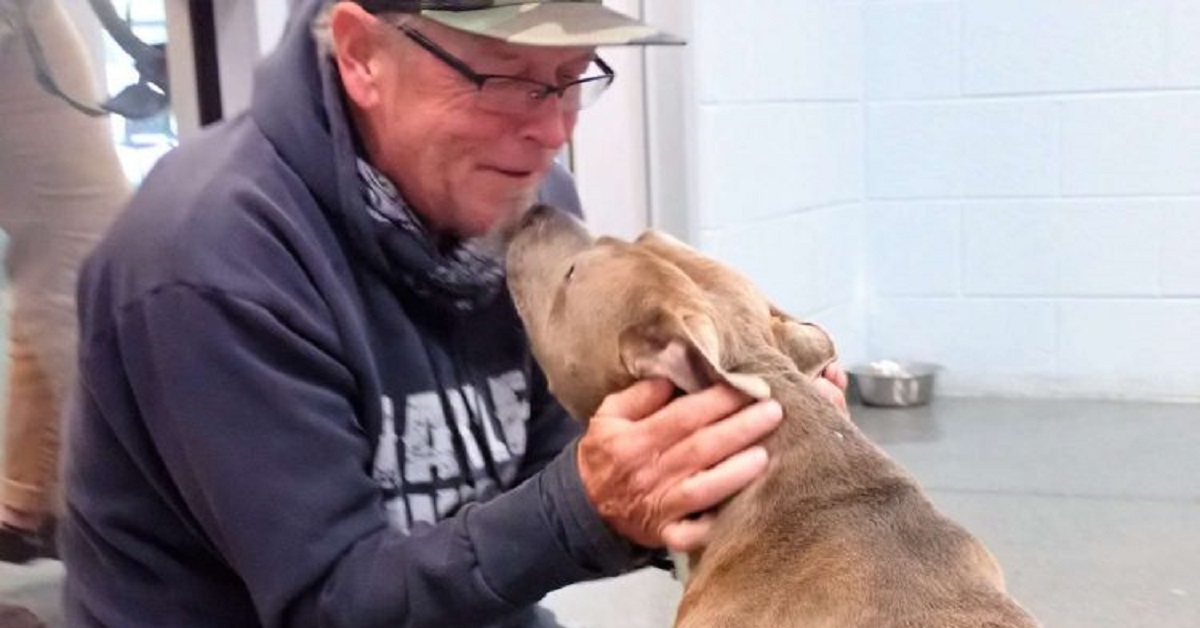 Blue, il cagnolino Pitbull ritrova il proprietario dopo 6 mesi (VIDEO)
