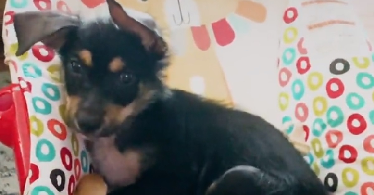 Boone, il timido cucciolo viene salvato dalla strada (VIDEO)