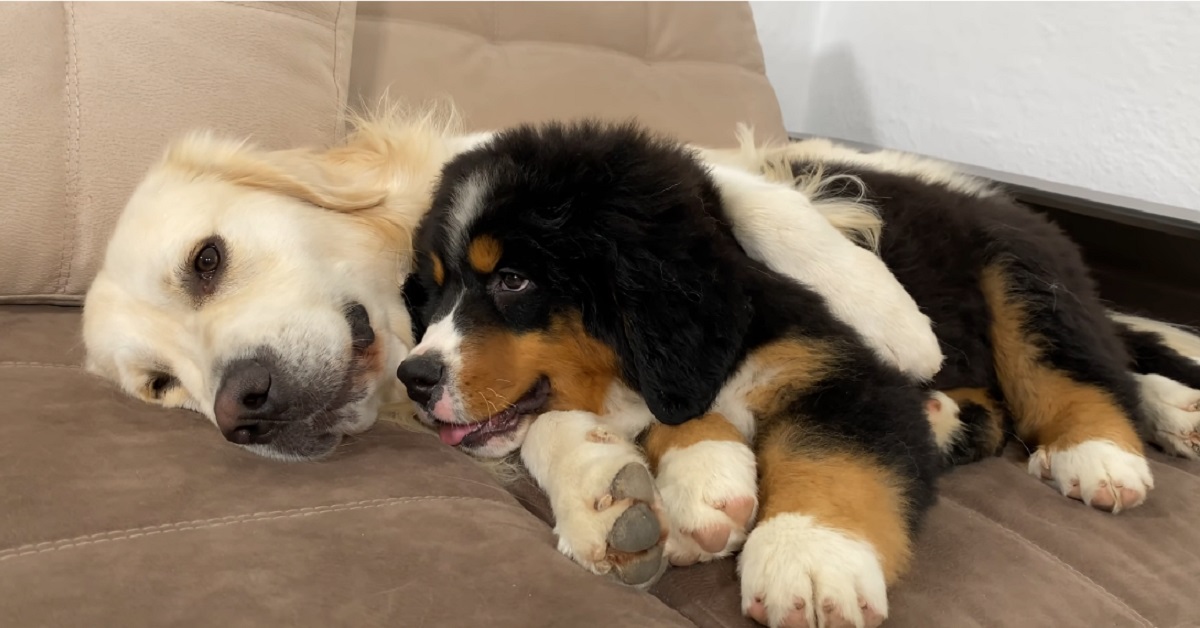 Il cucciolo di Bovaro del bernese che dorme abbracciato al Golden Retriever (VIDEO)