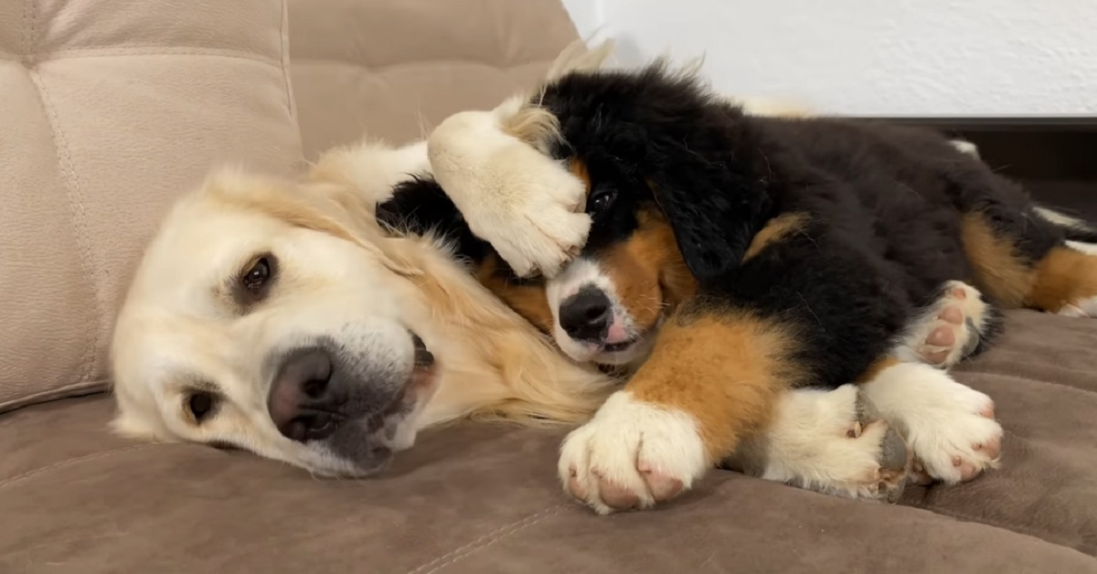 riposino del Bovaro del bernese e del Golden Retriever